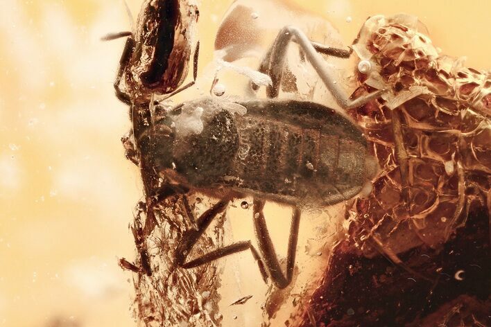 Extremely Rare Predatory Water Strider Fossil In Baltic Amber #367284